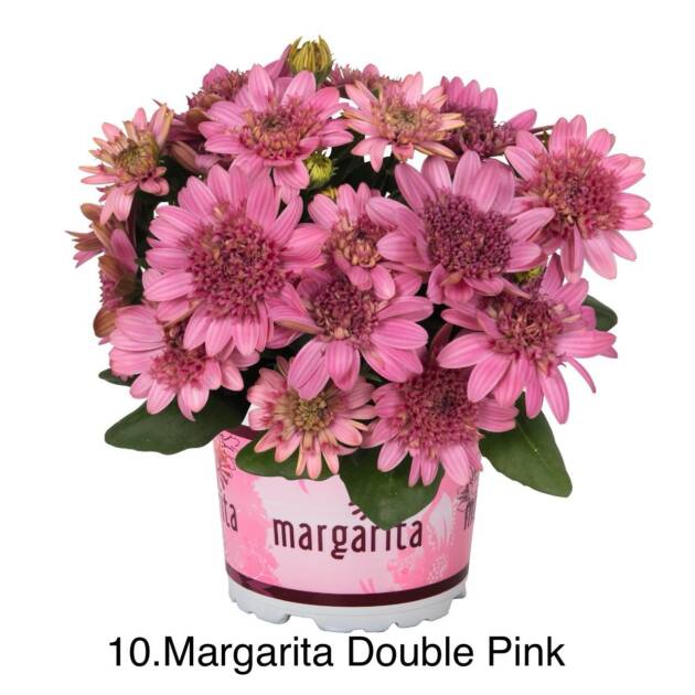 Остеоспермум в горщику 10. Margarita Double Pink