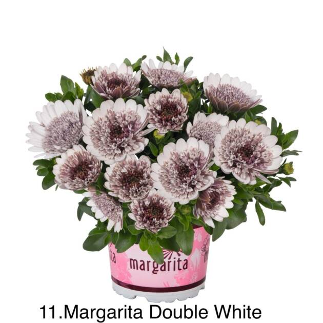 Остеоспермум в горщику 11.Margarita Double White