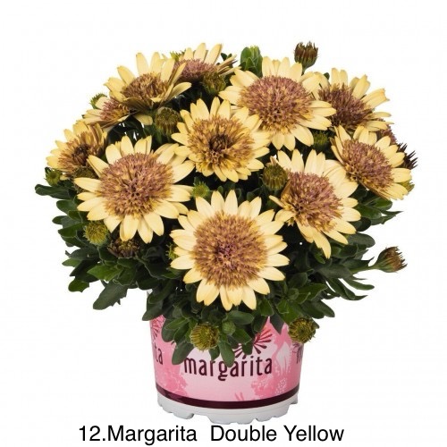 Остеоспермум в горщику 12. Margarita Double Yelllow