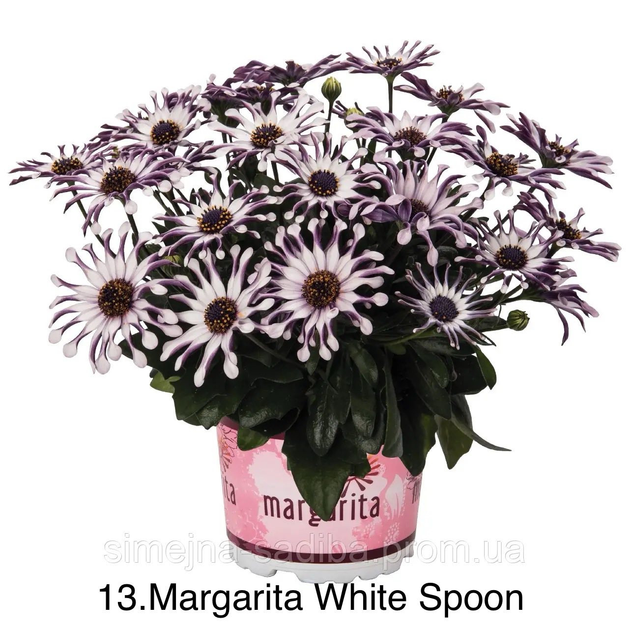 Остеоспермум в горщику 13. Margarita White Spoon