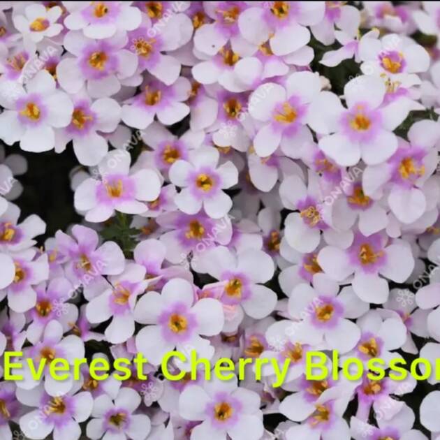 Бакопа в горщику №1.