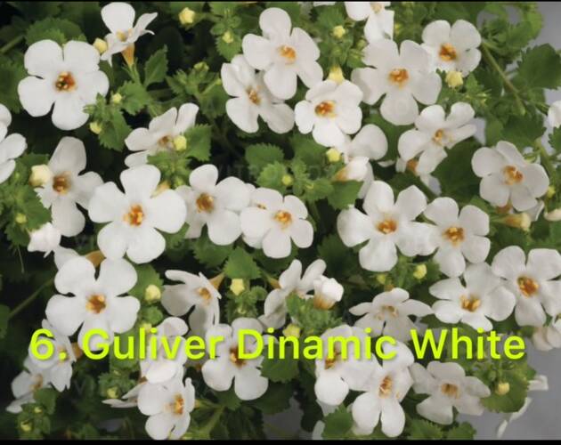 Бакопа в горщику №6.