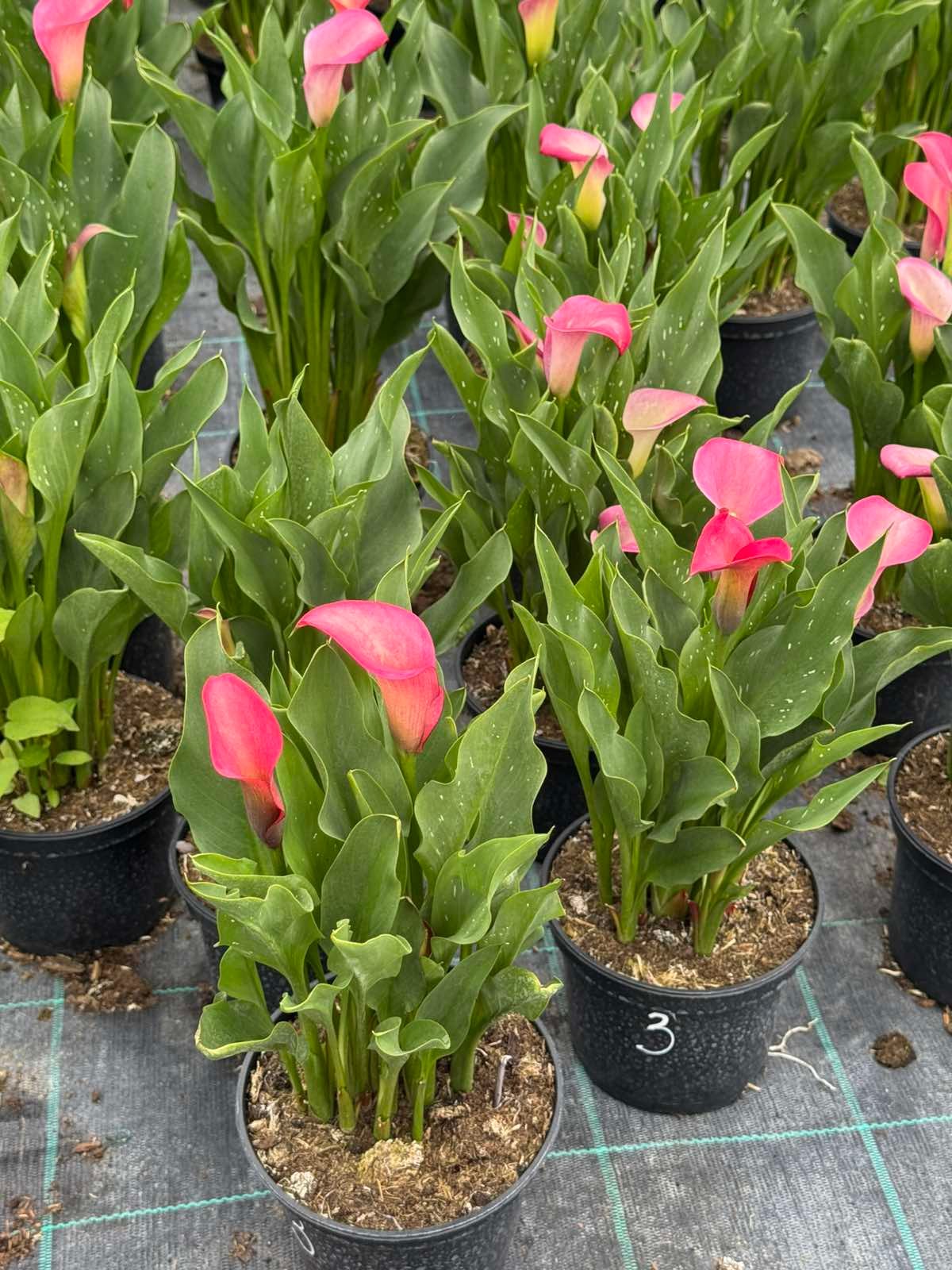 Кала 3. Pink Pury (горщик 1,5л) - Зображення 3