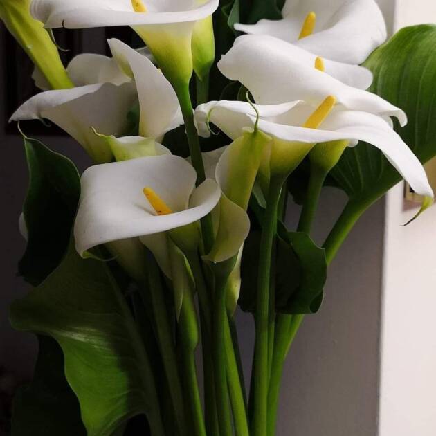 Кала ( Сантадезія )