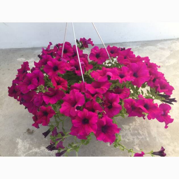 Підвісні кашпо Сурфіній