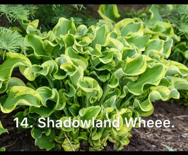 Хоста 14. Shadowland Wheee  (черенок)