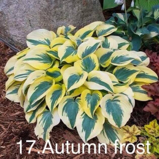 Хоста 17. Autumn Frost  (черенок)