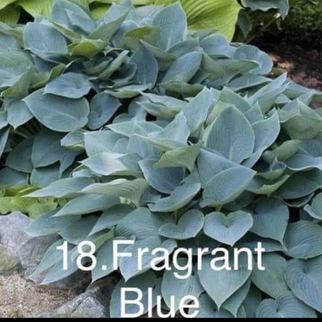 Хоста 18. Fragrant Blue  (черенок)