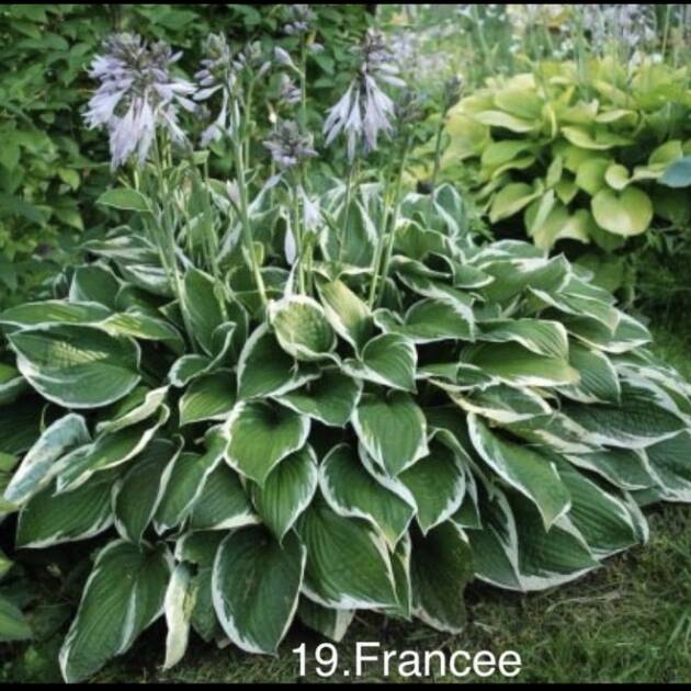 Хоста 19. Francee  (черенок)