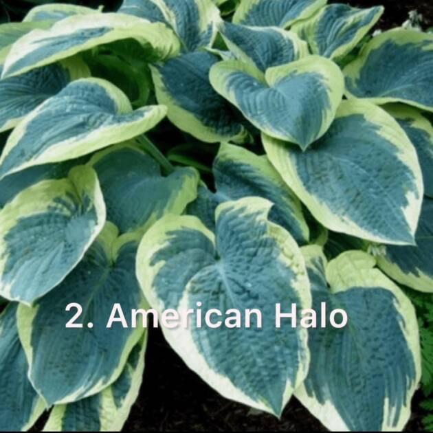 Хоста 2. American Halo  (черенок)
