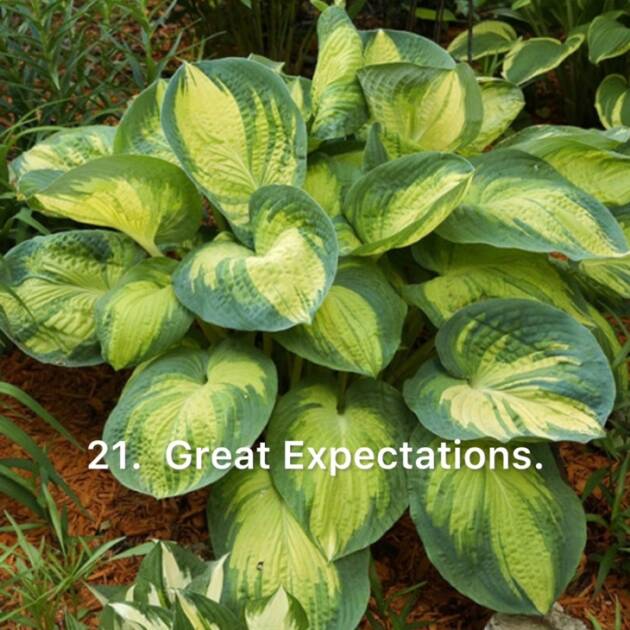 Хоста 21. Great Expectations  (черенок)