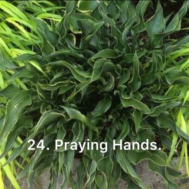 Хоста 24. Praying Hands  (черенок)