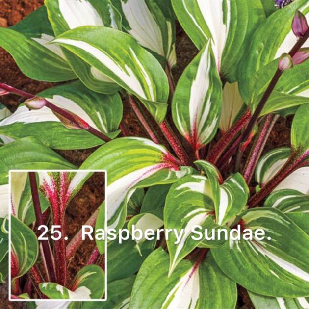 Хоста 25. Raspberry Sundae (черенок)