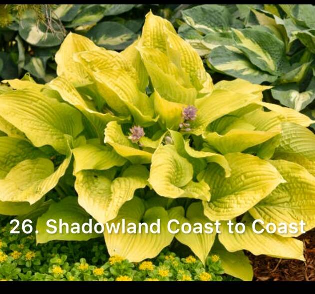 Хоста 26. Shadowland Coast to Coast  (черенок)