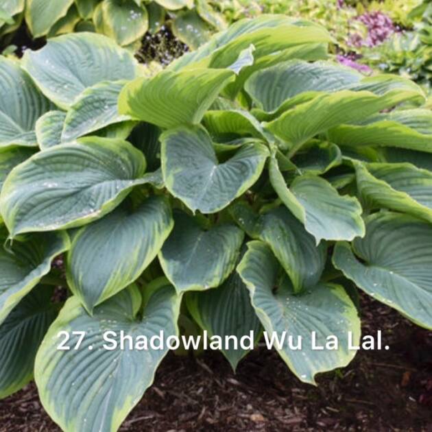Хоста 27. Shadowland Wu La La  (черенок)