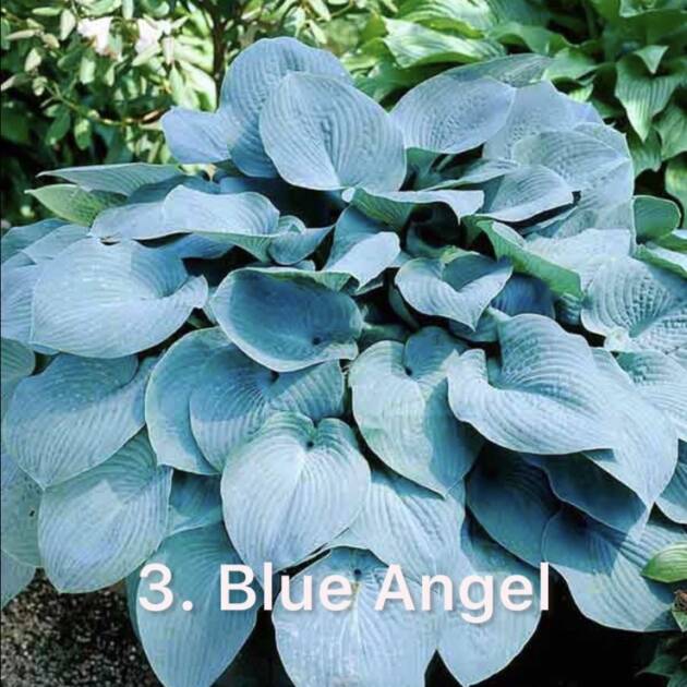Хоста 3. Blue Angel  (черенок)