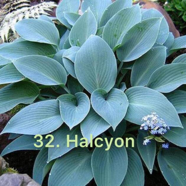 Хоста 32. Halcyon  (черенок)