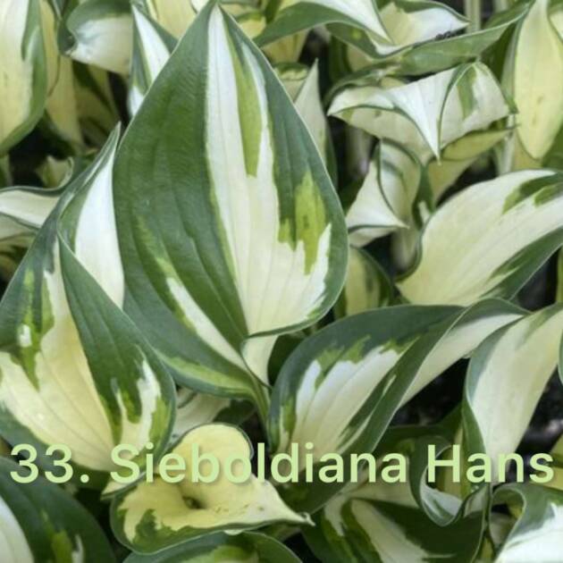 Хоста 33. Sieboldiana Hans  (черенок)