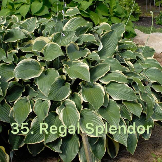 Хоста 35. Regal Splendor  (черенок)