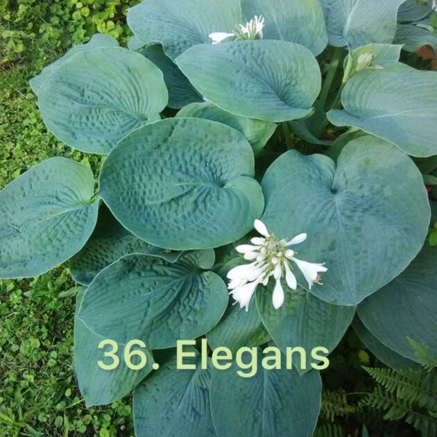 Хоста 36. Elegans  (черенок)