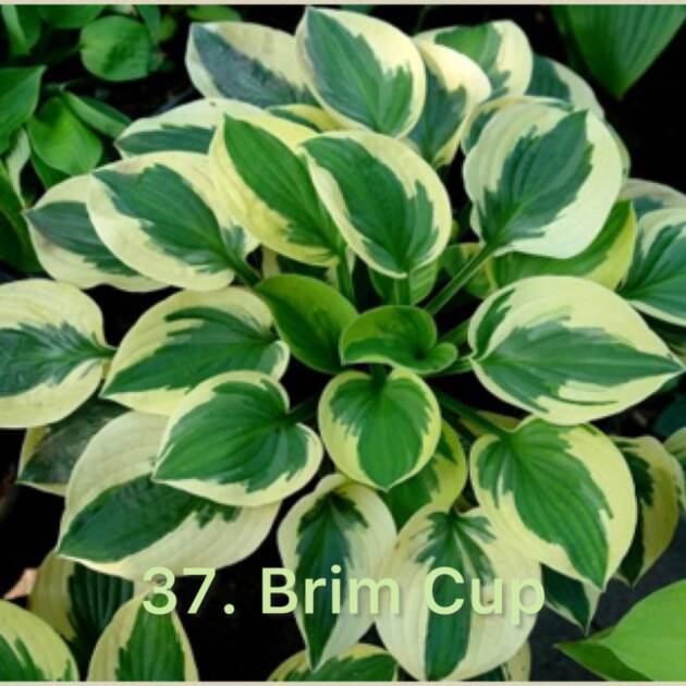 Хоста 37. Brim Cup  (черенок)