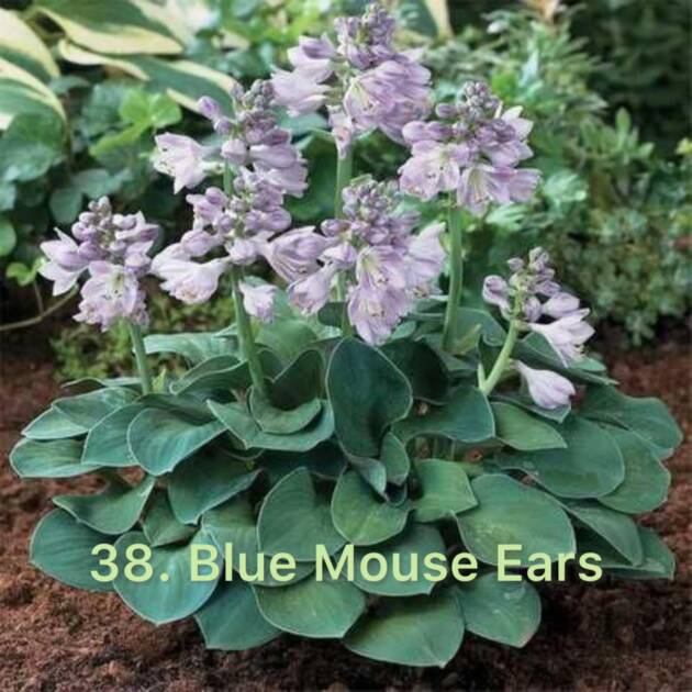 Хоста 38. Blue Mouse Ears  (черенок)