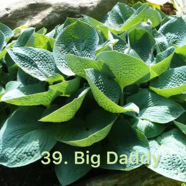 Хоста 39. Big Daddy  (черенок)
