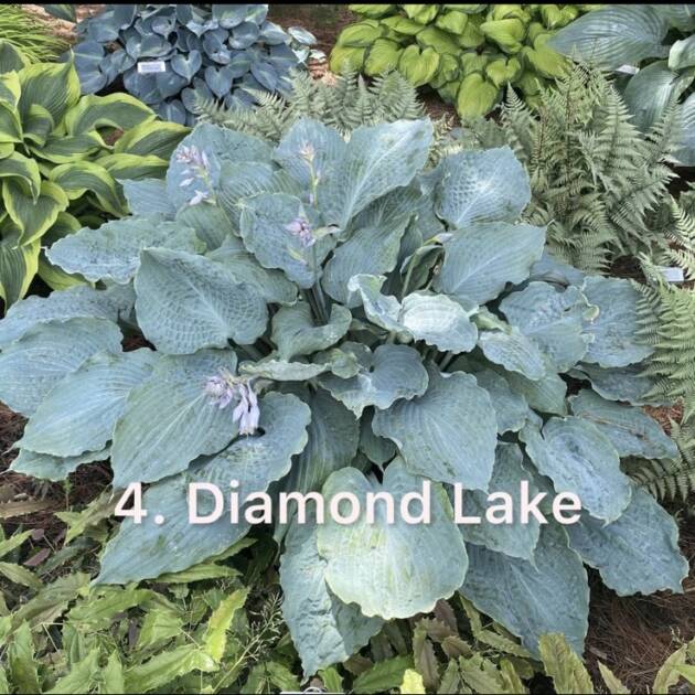 Хоста 4. Diamond Lake  (черенок)