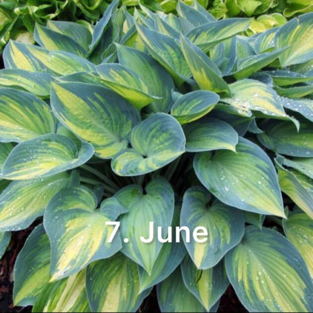 Хоста 7. June  (черенок)