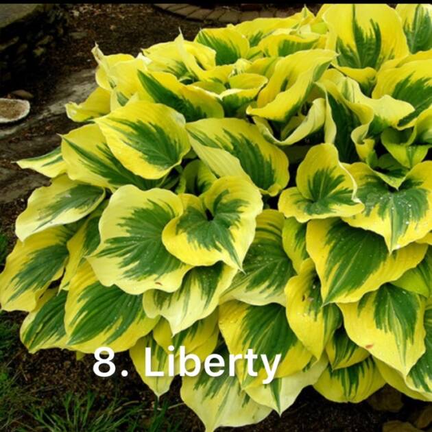 Хоста 8. Liberty  (черенок)