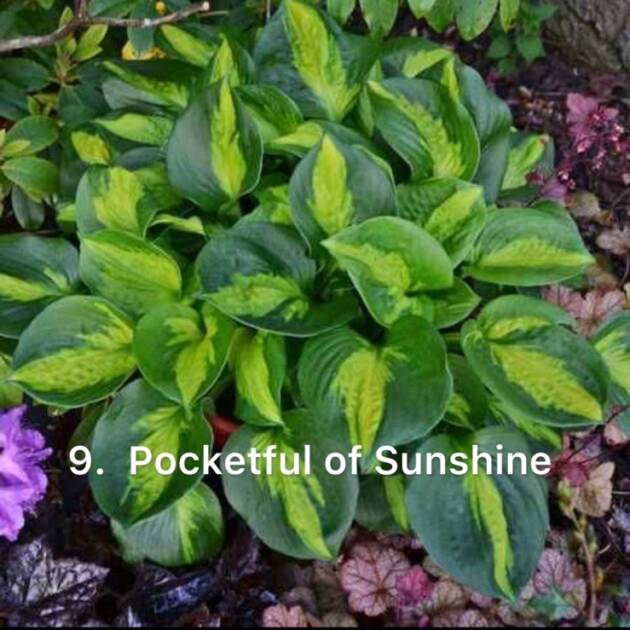 Хоста 9. Pocketful of Sunshine  (черенок)