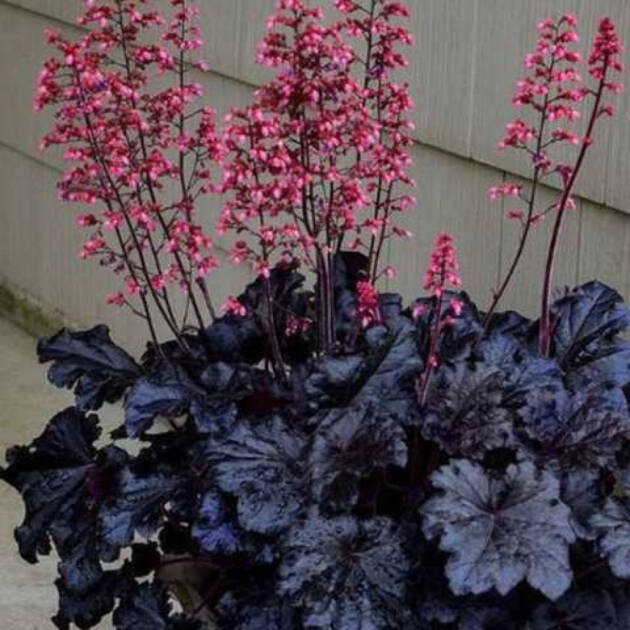 Гейхера 29.Black Tafetta горщик ф10