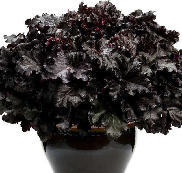 Гейхера 24. Primo Black Pearl горщик 1,5л