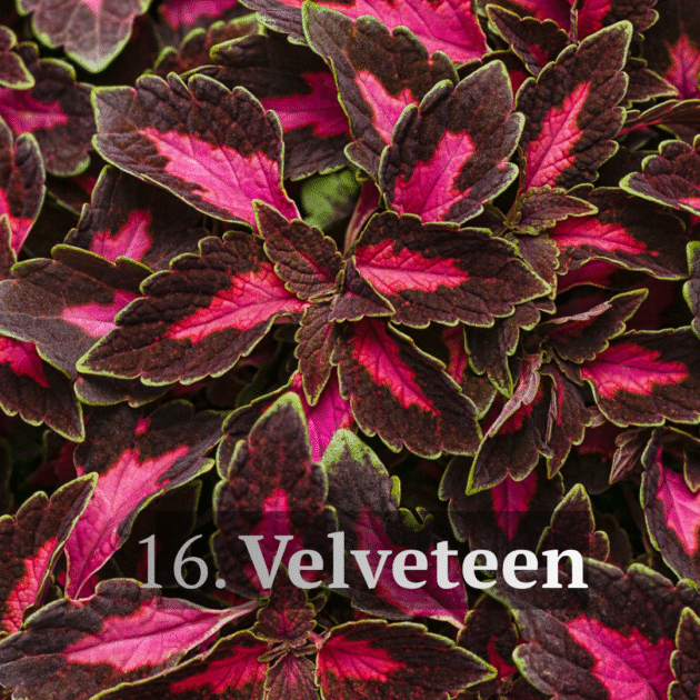 Колеус в горщику 16. Velveteen
