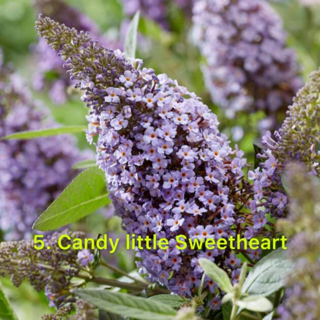 Будлея 5. Candy little Sweetheart горщик ф12