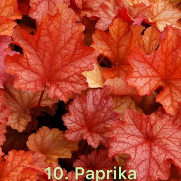 Гейхера  10. Paprika горщик ф12