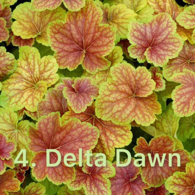 Гейхера  4. Delta Dawn горщик ф12