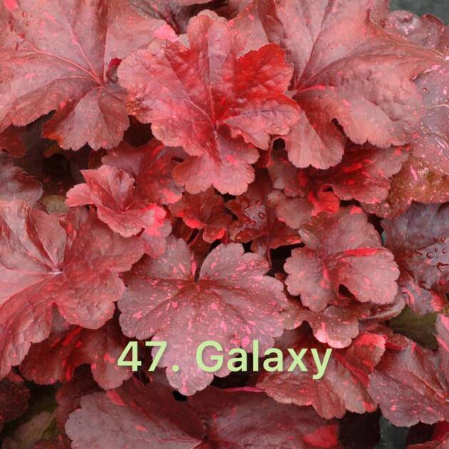 Гейхера  47. Galaxy горщик ф12