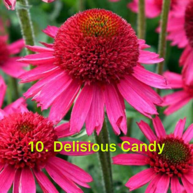 Ехінацея 10. Delicious Candy горщик ф12
