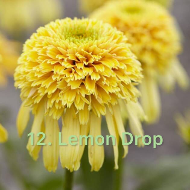 Ехінацея 12. Lemon Drop горщик ф12