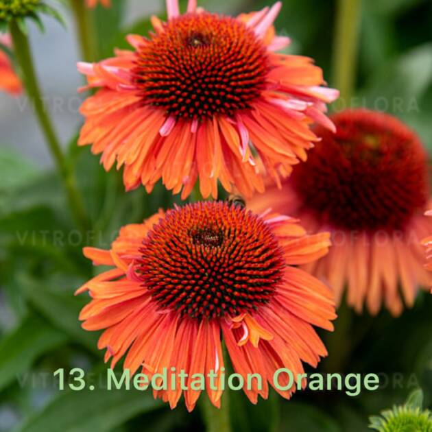 Ехінацея 13. Meditation Orange горщик ф12