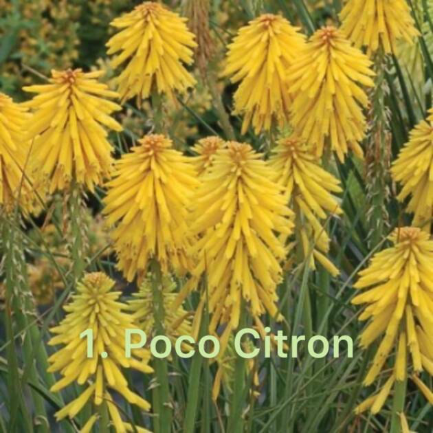 Кніфофія 1. Poco Citron горщик ф12