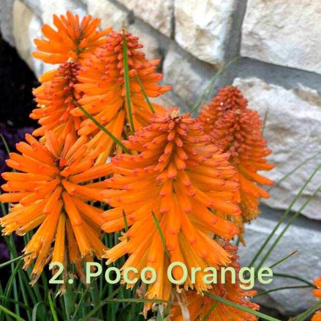 Кніфофія 2. Poco Orange горщик ф12