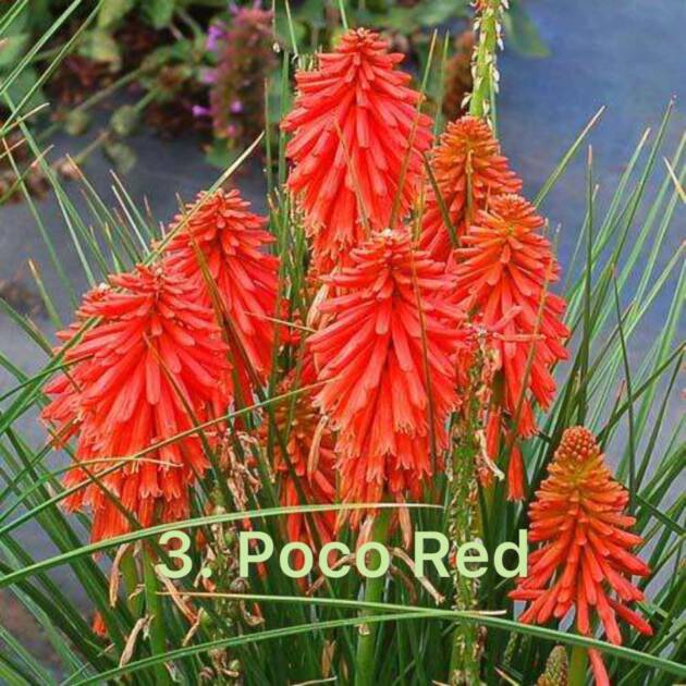 Кніфофія 3. Poco Red горщик ф12
