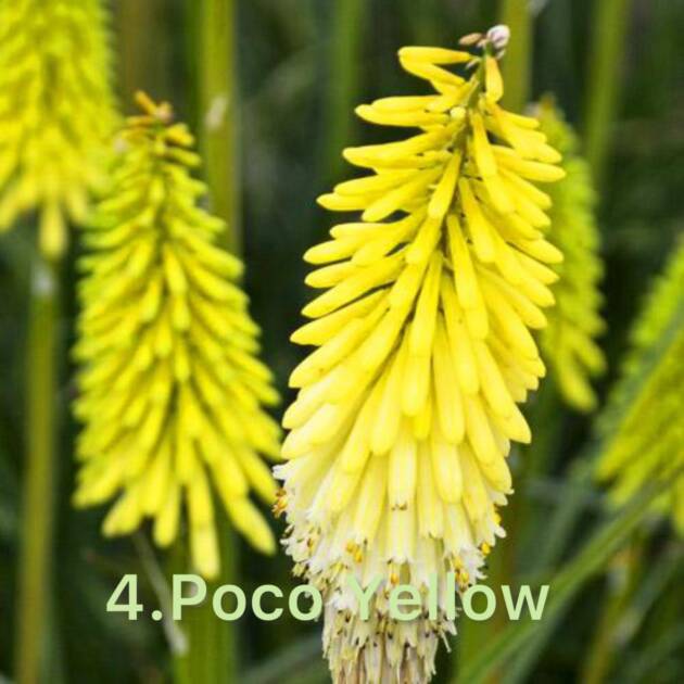 Кніфофія 4. Poco Yellow горщик ф12