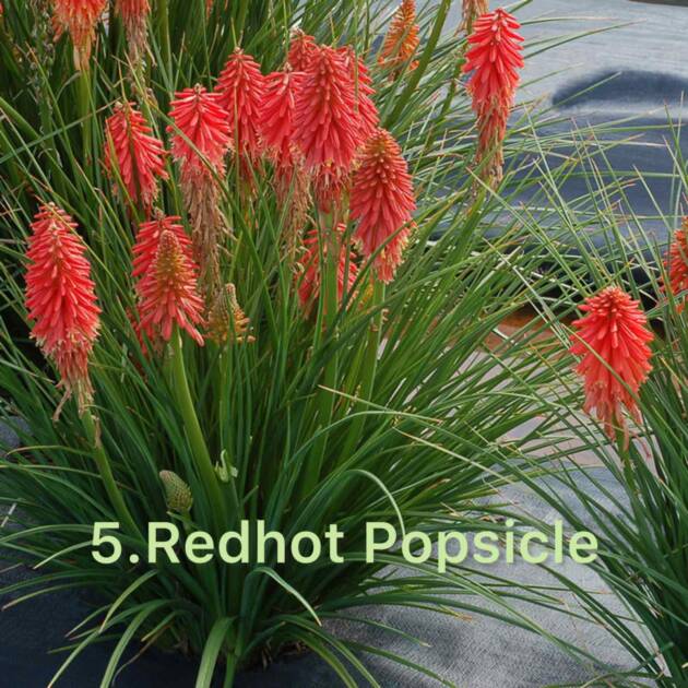 Кніфофія 5. Redhot Popsicle горщик ф12