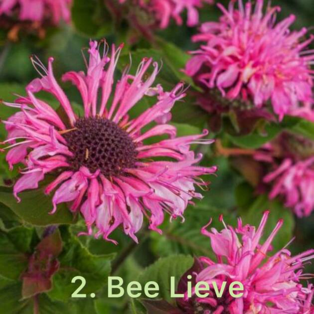 Монарда 2. Bee Lieve горщик ф12