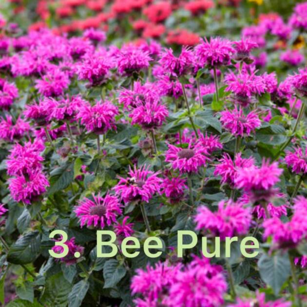Монарда 3. Bee Pure горщик ф12