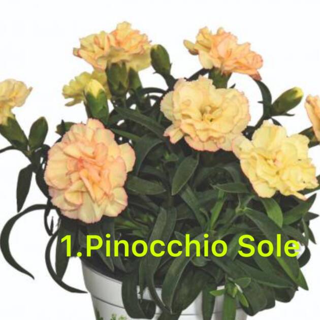 Гвоздика 1. Pinocchio Sole