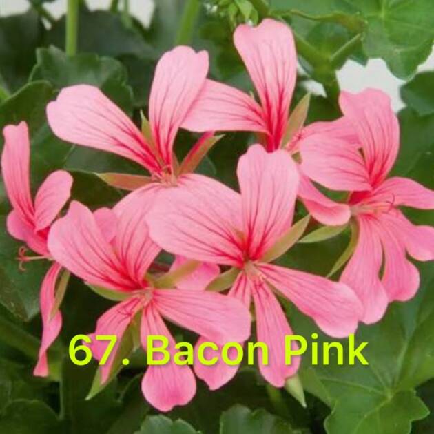 Пеларгонія Ампельна 67. Bacon Pink
